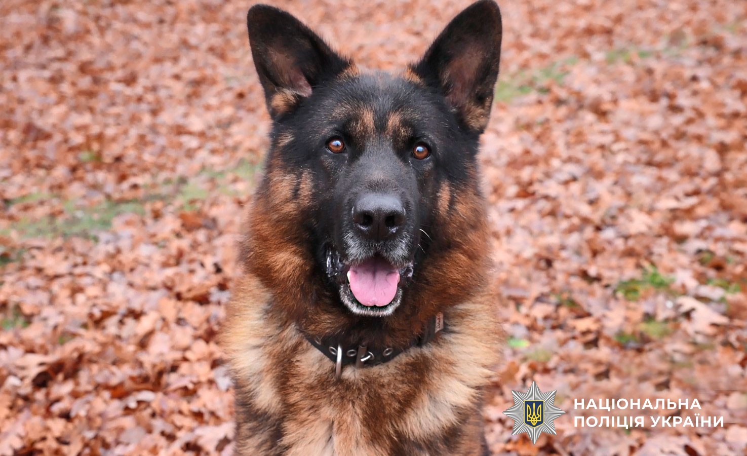 службовий пес-каністерапевт Дон