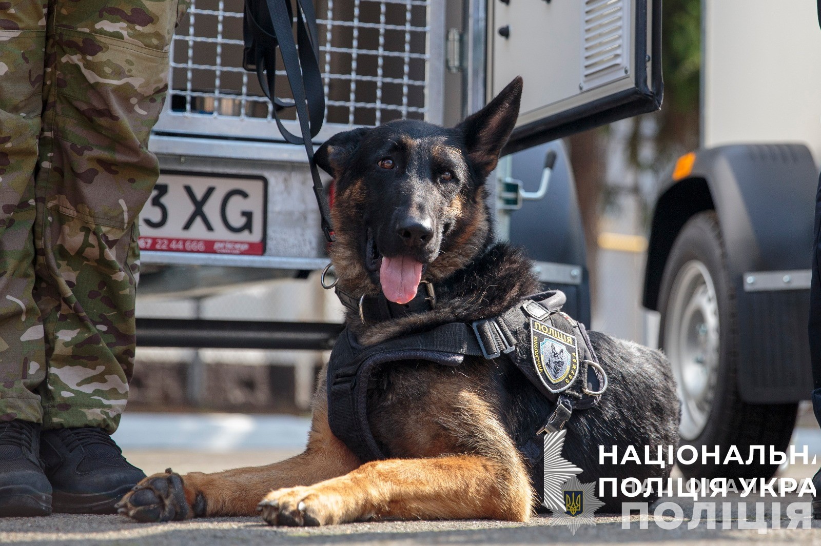 поліцейські службові собаки були залучені до розмінування 360 гектарів деокупованої херсонщини