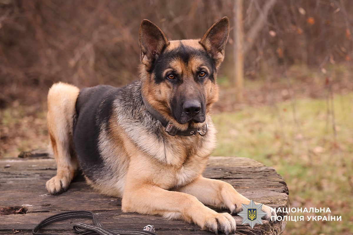 Прикордонники на каністерапії у кінологів поліції