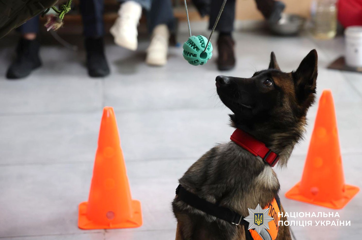 поліцейські вчаться методиці каністерапії