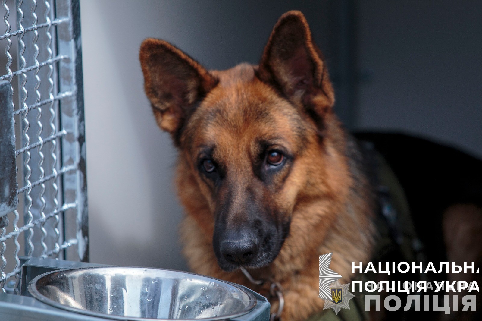 поліцейські службові собаки були залучені до розмінування 360 гектарів деокупованої херсонщини