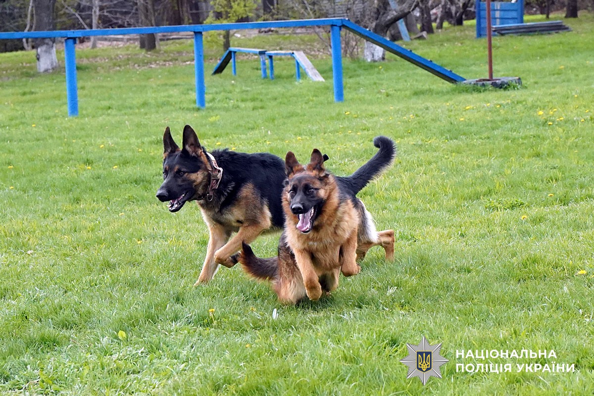 Службові собаки