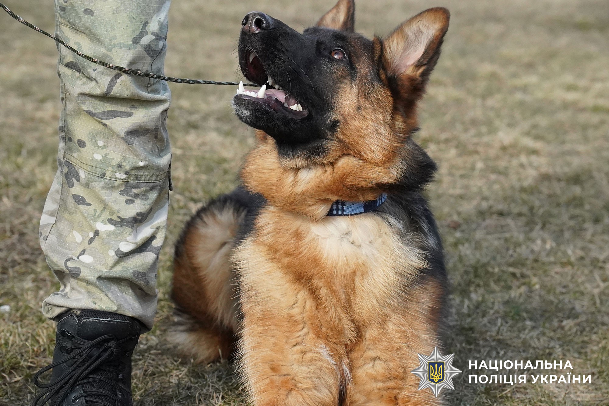 Каністерапія для захисників