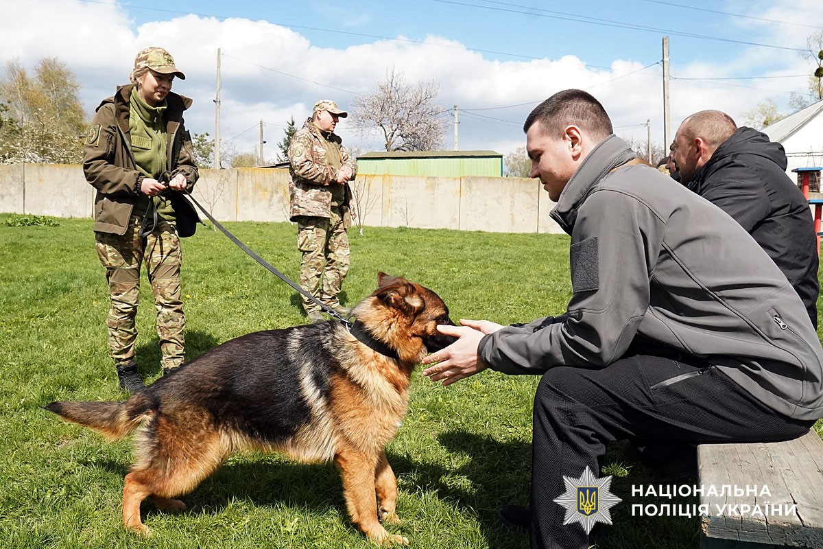 Собака із захисником