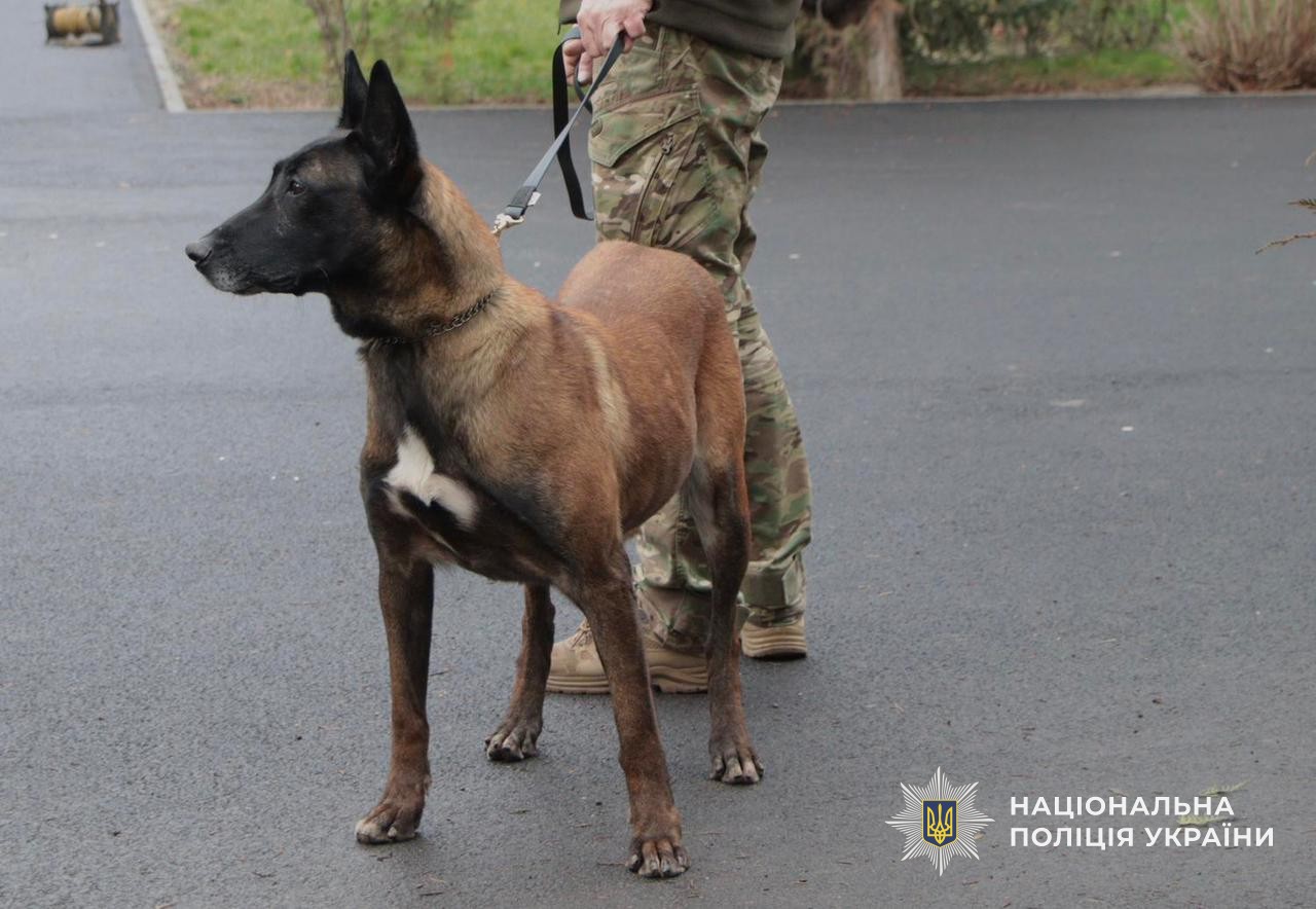 Службовий собака поліцейських