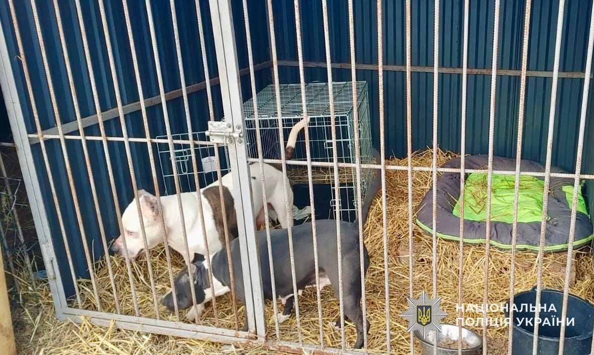 Собаки, яких вилучили з помешкання