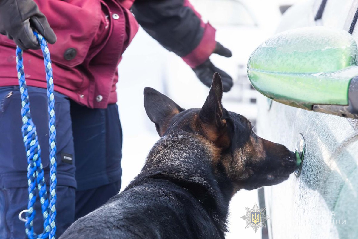 собака обнюхує авто