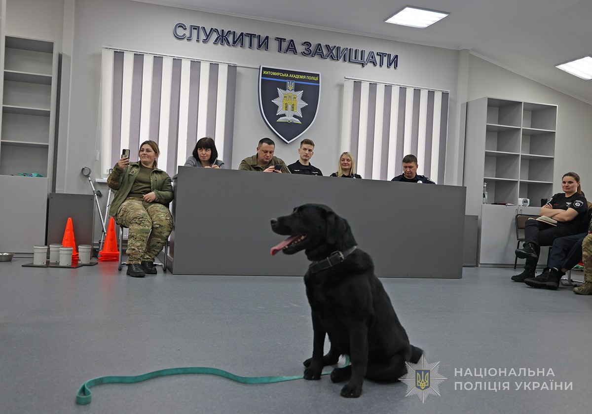 лабрадор перед тренерами курсу