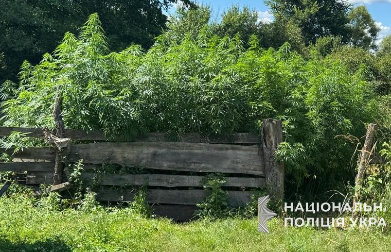 На Львівщині поліцейські затримали зловмисника, який вирощував коноплі та розповсюджував канабіс