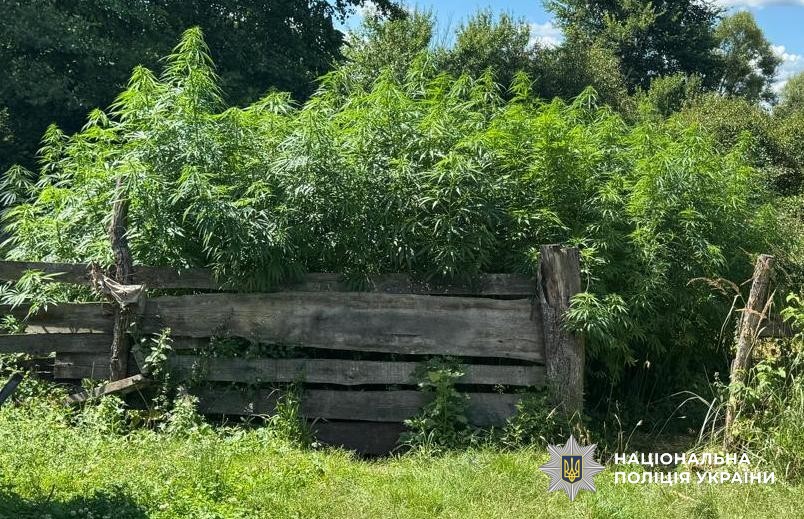 мешканець Золочівського району на території власного домогосподарства вирощував коноплі, зберігав та збував наркозалежним мешканцям наркотичний засіб канабіс способом «з рук в руки», а в своєму будинку організував притон, де вони мали можливість вживати наркотичні препарати