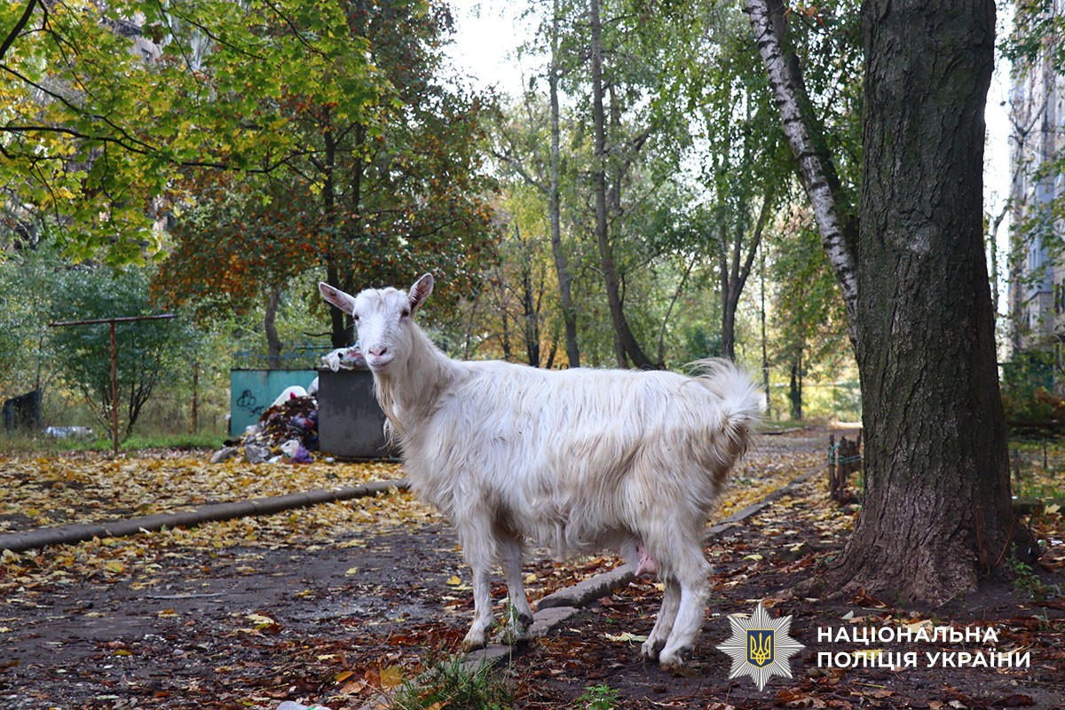 Кози посеред міста
