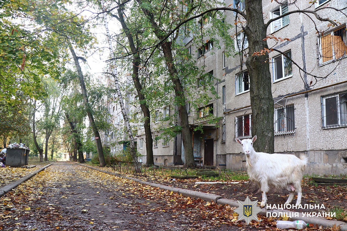 Кози посеред міста