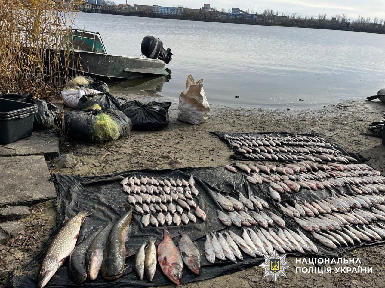 Риба біля водойми