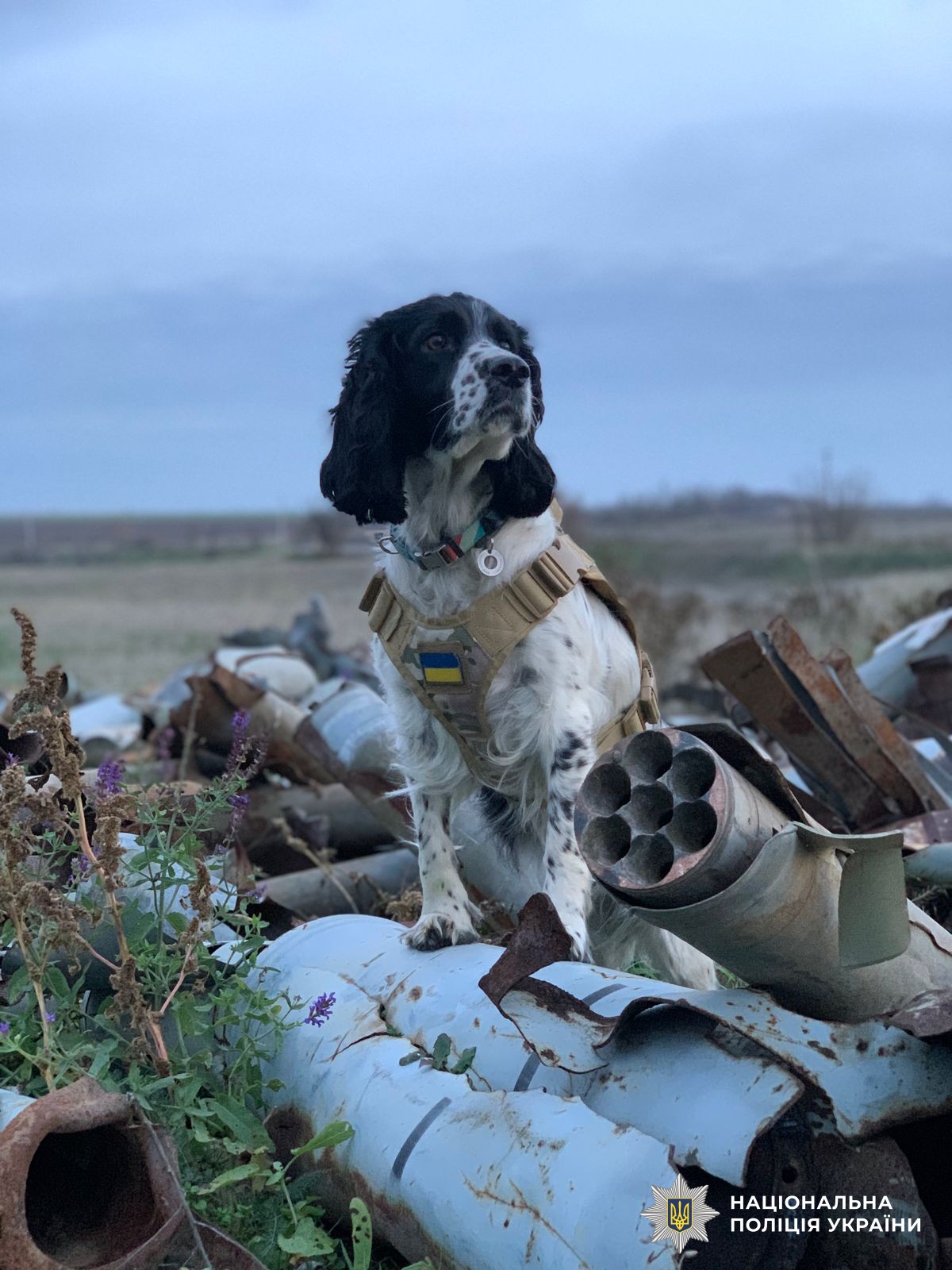 Службовий пес Шеррі
