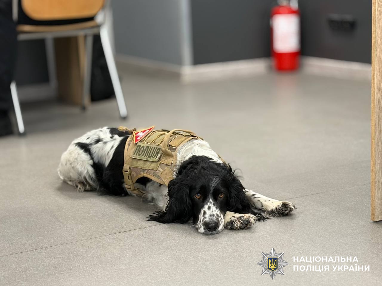 Службова собака Шері