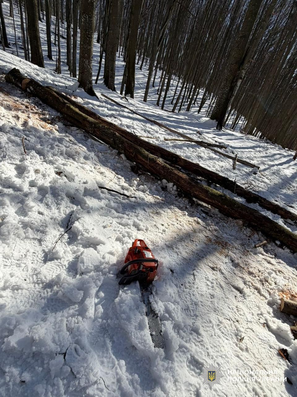 Деревина породи "Бук"