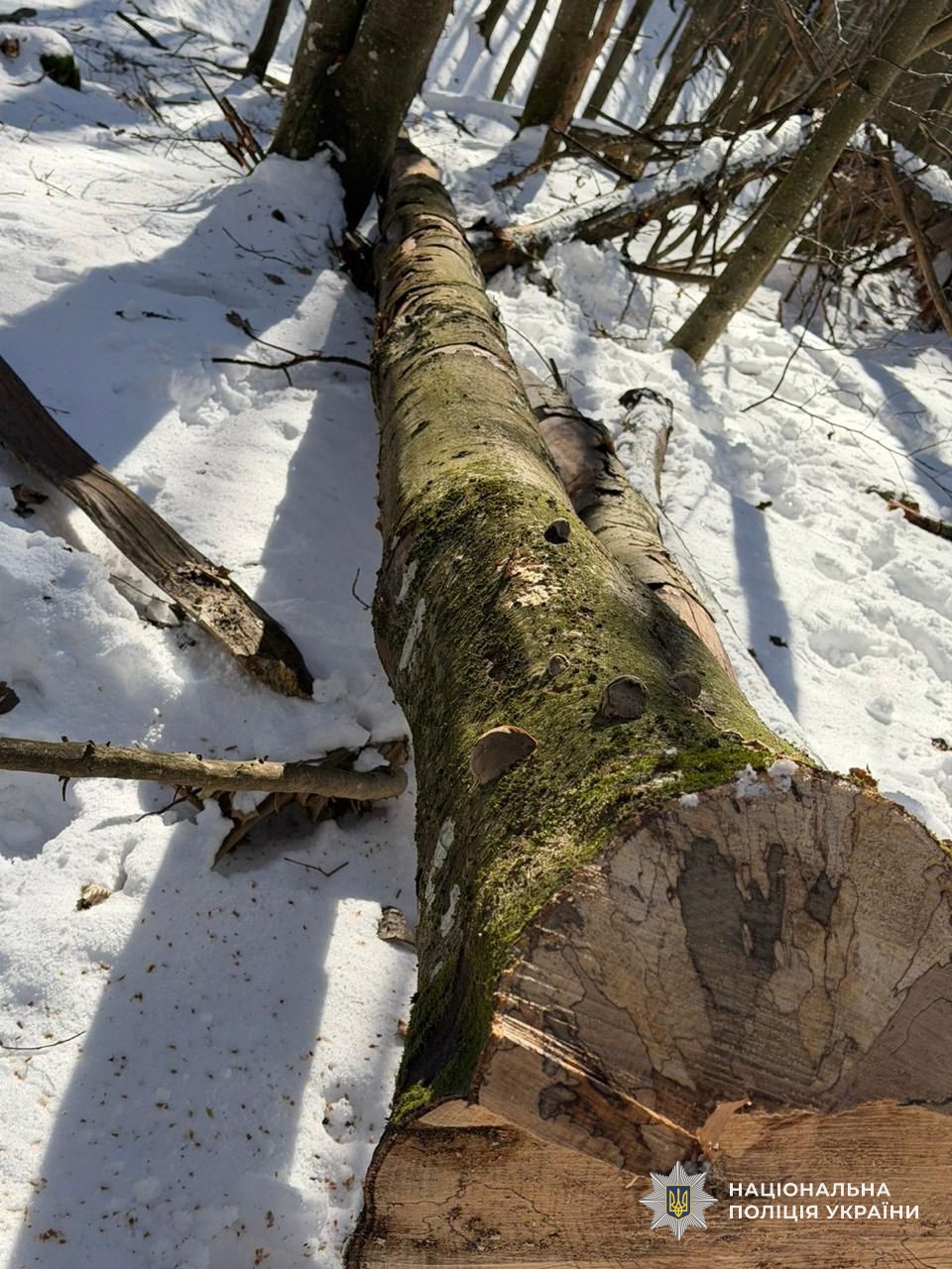 Деревина породи "Бук"