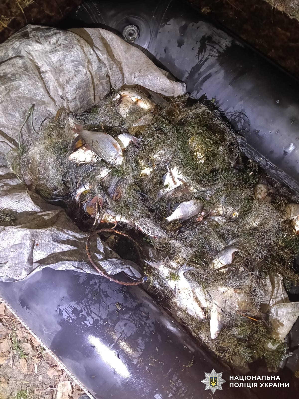 Риба у сітці