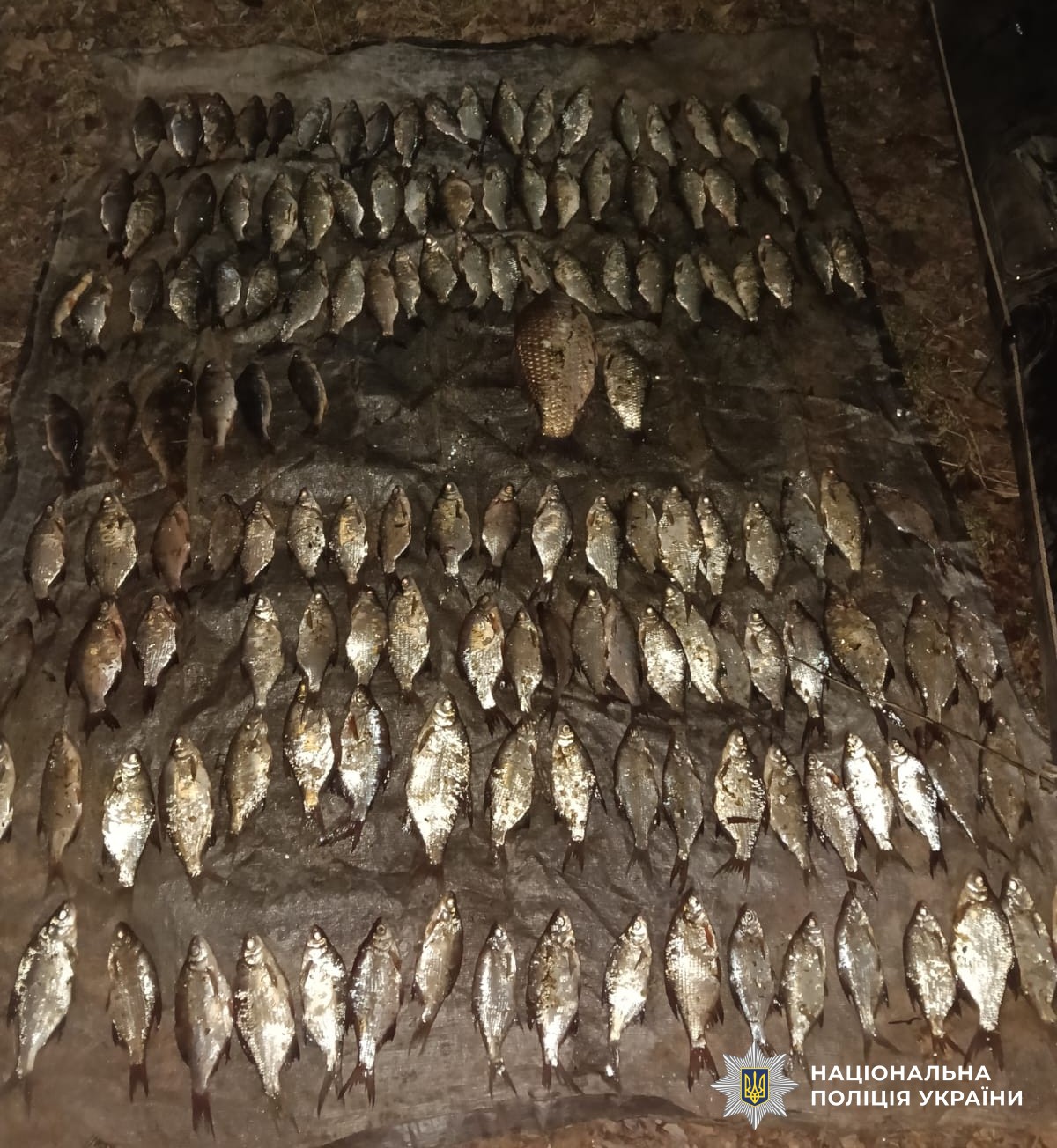 Риба на землі