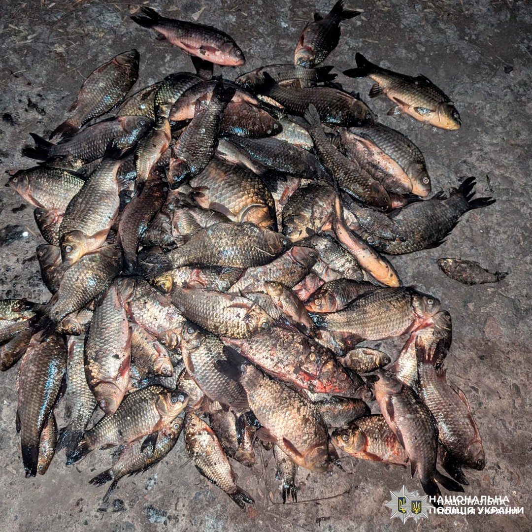 Велика кількість виловленої риби, складеної на землі, зафіксована під час поліцейської операції проти незаконного рибальства.
